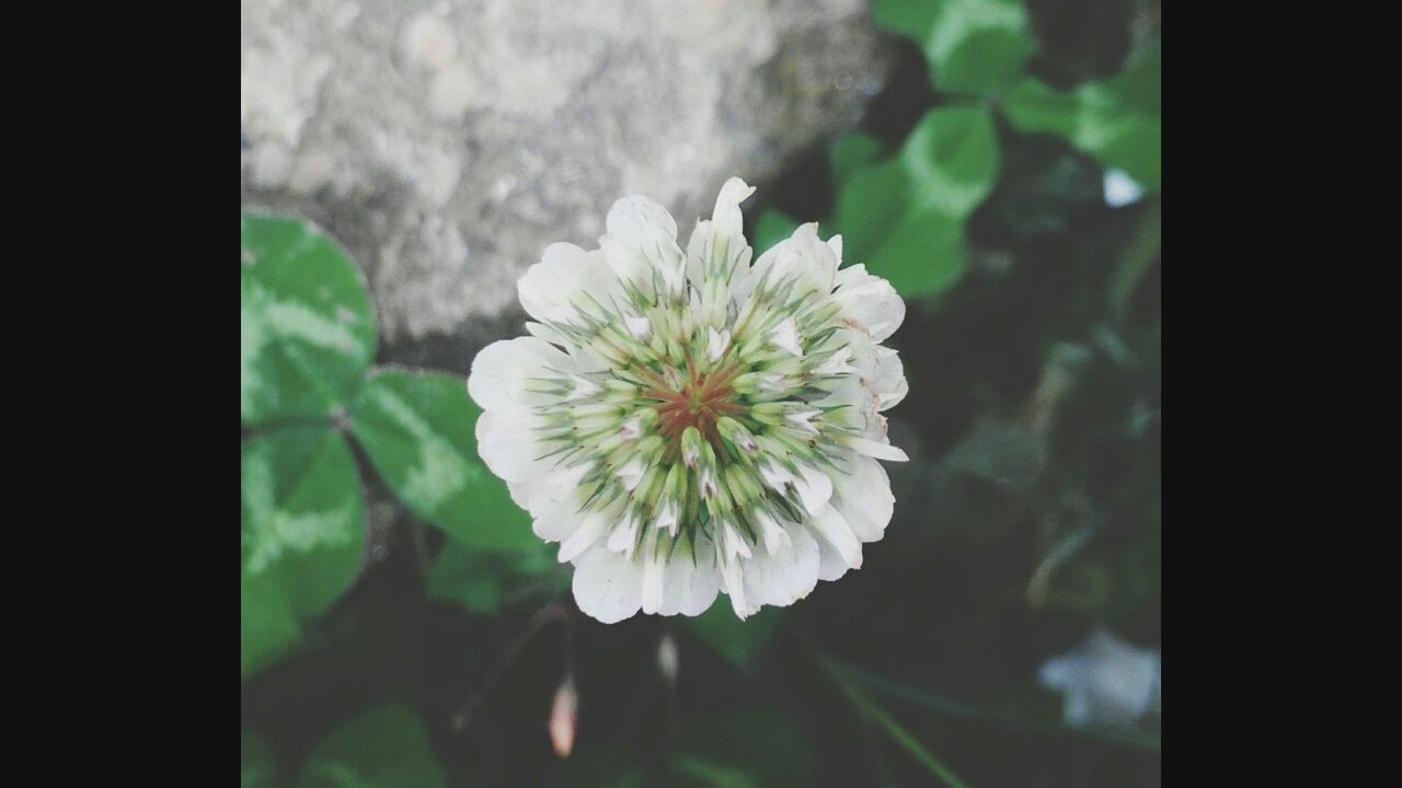 CLOSE-UP OF WHITE FLOWER