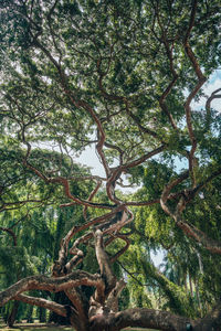 Low angle view of tree