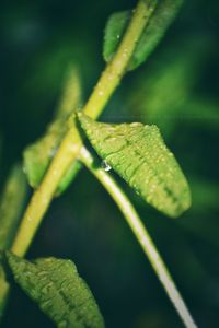 Close-up of wet leaf