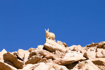 Low angle view of animal on rock against clear blue sky