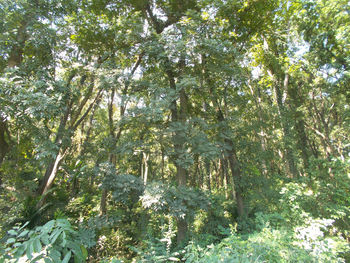 Trees in forest