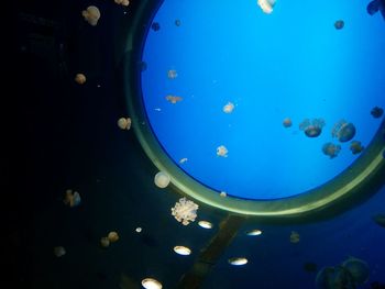 Close-up of jellyfish swimming in sea