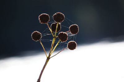 Close-up of wilted plant during winter