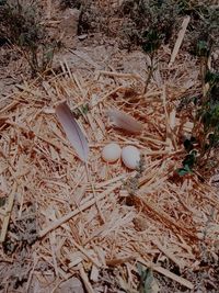 High angle view of twigs on field