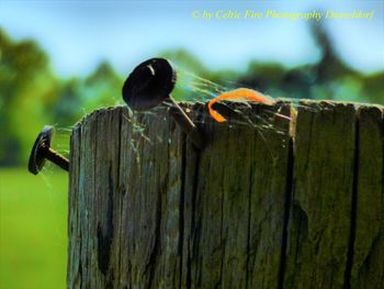Close-up of ant perching on wood