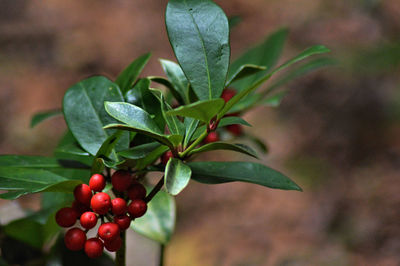 Close-up of berries growing on tree