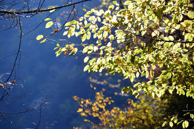 Low angle view of flowering tree against sky