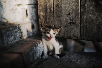 Cat on wall