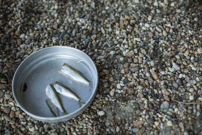 High angle view of seashell on stone surface