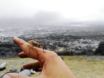 Close-up of man with lizard on hand against sky