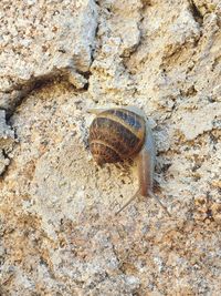 Close-up of snail on rock