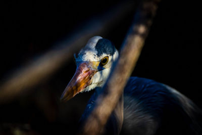 Close-up of a bird