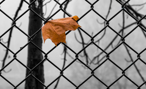 Close-up of chainlink fence