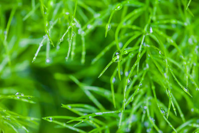 Close-up of water drops on grass during rainy season