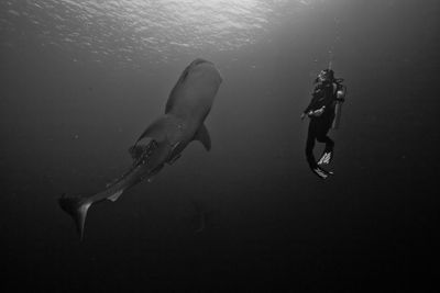 Whale shark with scuba diver in sea