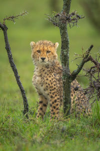 Cheetah on field