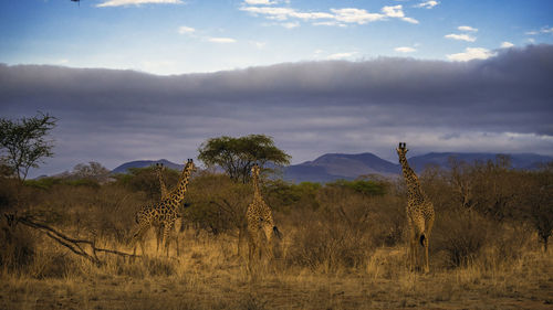 Trees on field against sky