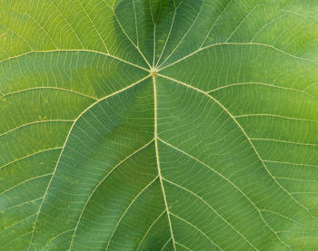 Macro shot of green leaf