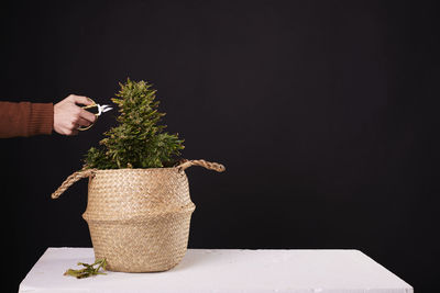 Hand of a man pruning a marijuana plant on a black background