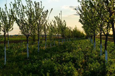 View of vineyard against sky