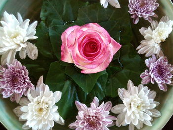 Close-up of roses blooming outdoors