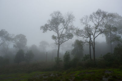 Trees in forest against sky during foggy weather