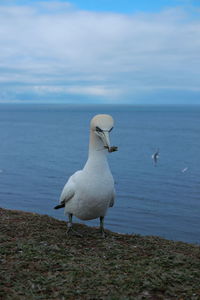 Seagull perching on a beach