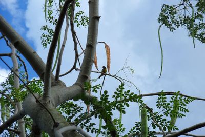 Low angle view of tree against sky