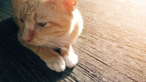 Close-up of a cat on wooden floor