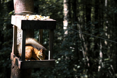 Squirrel eating food in birdhouse