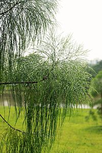 Plants growing in water