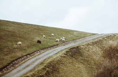 Sheep by road on hill against clear sky