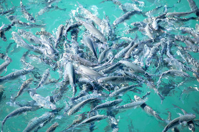 High angle view of fish swimming in sea