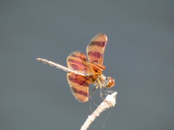 Close-up of insect on flower