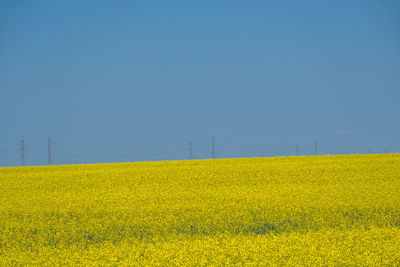 Scenic view of oilseed rape field against clear sky