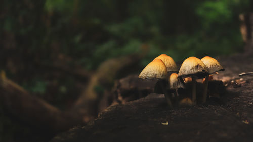 Close-up of mushroom growing on field