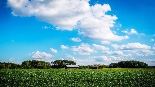 Scenic view of field against clear sky