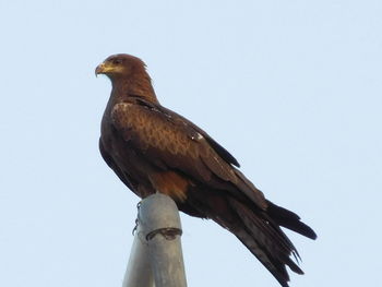 Low angle view of birds perched