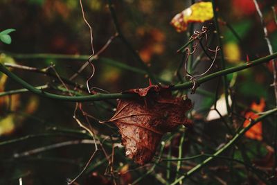 Close-up of dry leaf outdoors