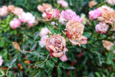 Close-up of pink roses