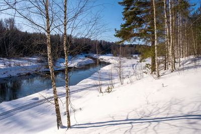 Bare trees on snow covered field