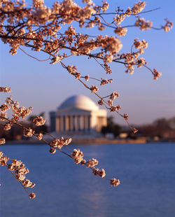 Close-up of tree against historical building