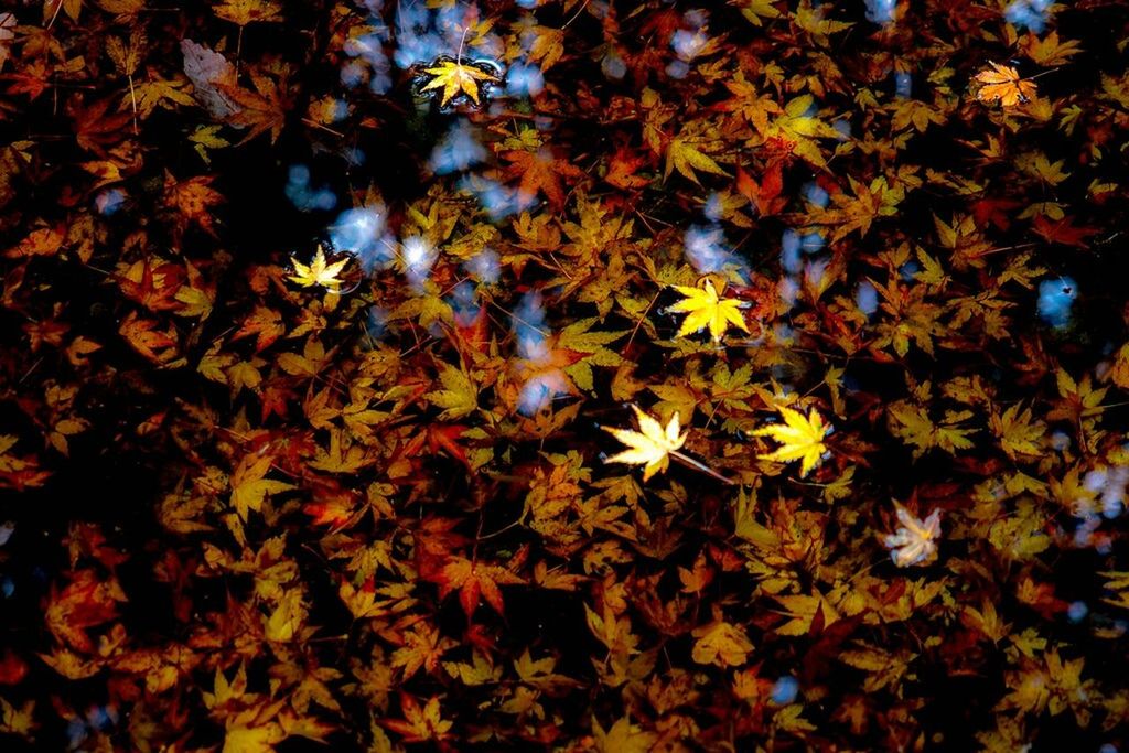 FULL FRAME SHOT OF AUTUMN LEAVES