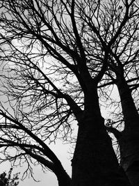 Low angle view of silhouette bare tree against sky