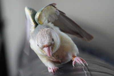 Close-up of duck eating bird