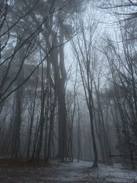 Bare trees in forest during winter