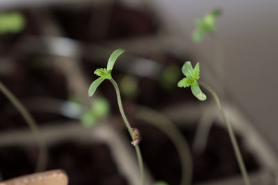 Close-up of small plant