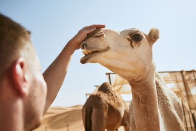 Close-up of man stroking camel against sky