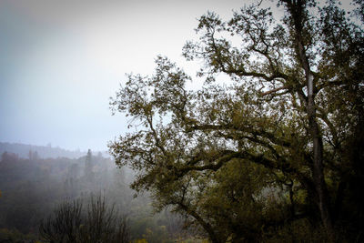 Trees in forest against sky