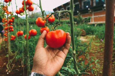 Cropped image of hand holding strawberry plant